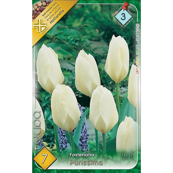 Tulipán virághagyma 7 db/csom Fosteriana Purissima  3 -as árcs. 