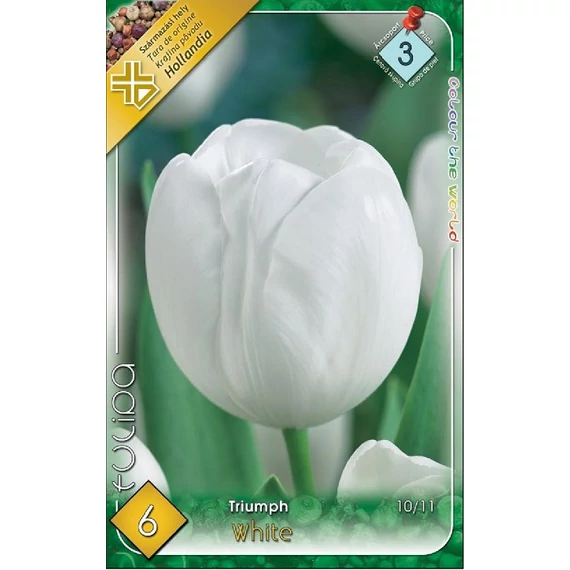 Tulipán virághagyma 6 db/csom Triumph White  3 -as árcs. 
