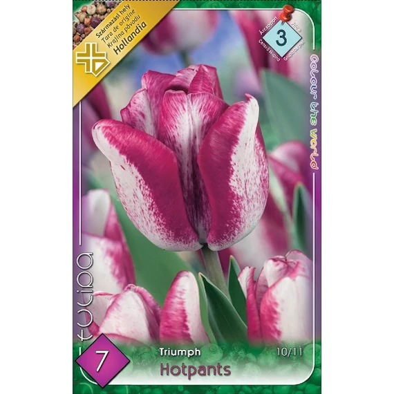Tulipán virághagyma 7 db/csom Triumph Hotpants  3 -as árcs. 