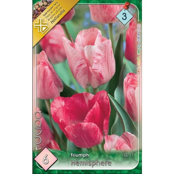 Tulipán virághagyma 6 db/csom Triumph Hemisphere  3 -as árcs. 