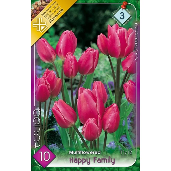 Tulipán virághagyma 8 db/csom Multifl. Happy Family 3 -as árcs. 