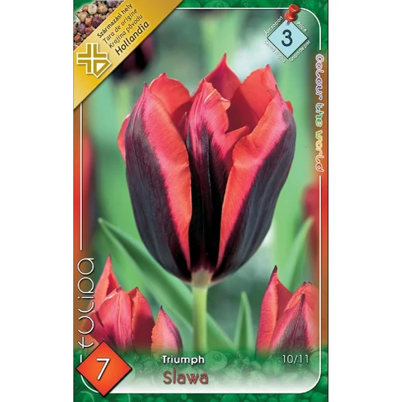 Tulipán virághagyma 7 db/csom Triumph Slawa  3 -as árcs. 