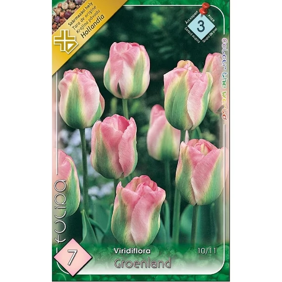Tulipán virághagyma 7 db/csom Viridiflora Groenland  3 -as árcs. 
