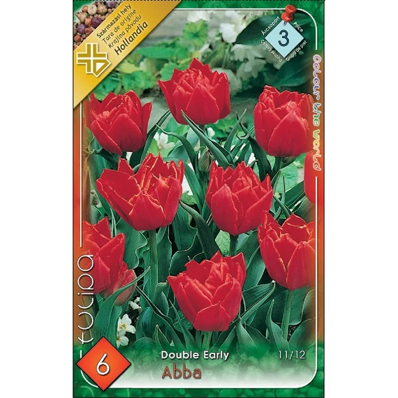 Tulipán virághagyma 10 db/csom Double Early Abba  3 -as árcs. 