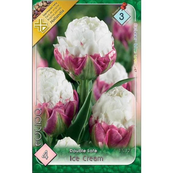 Tulipán virághagyma 4 db/csom Double Ice Cream  3 -as árcs. 