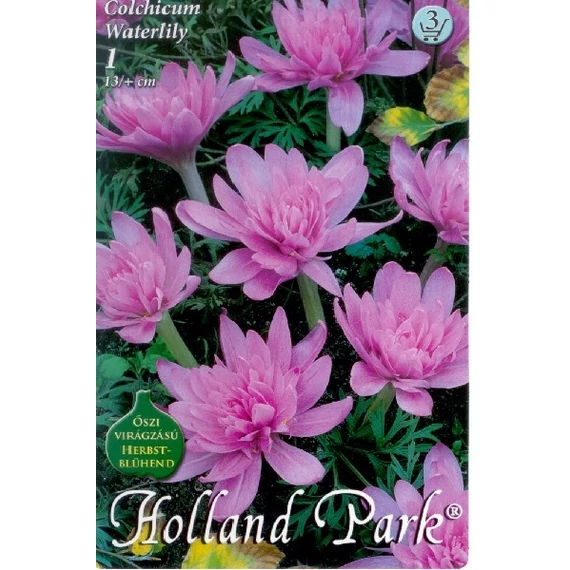Őszi Kikerics virágh. 1 db/cs Colchicum Waterlily 3 -as árcs. 