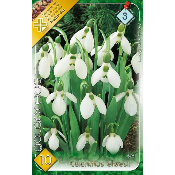 Hóvirág virághagyma 10 db/csom Galanthus elwesii 3 -as árcs. 
