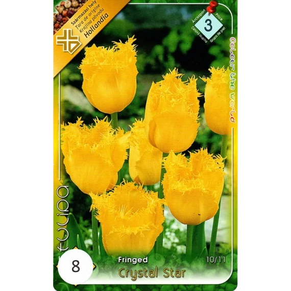 Tulipán virághagyma 8 db/csom Fringed Crystal Star  3 árcs. 