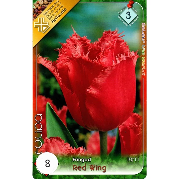 Tulipán virághagyma 8 db/csom Fringed Red Wing  3 árcs. 