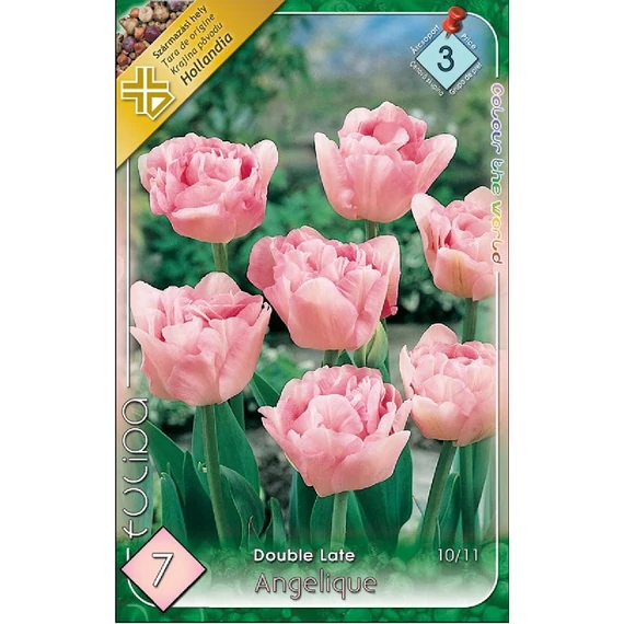 Tulipán virághagyma 7 db/csom Double Late Angelique  3 -as árcs 