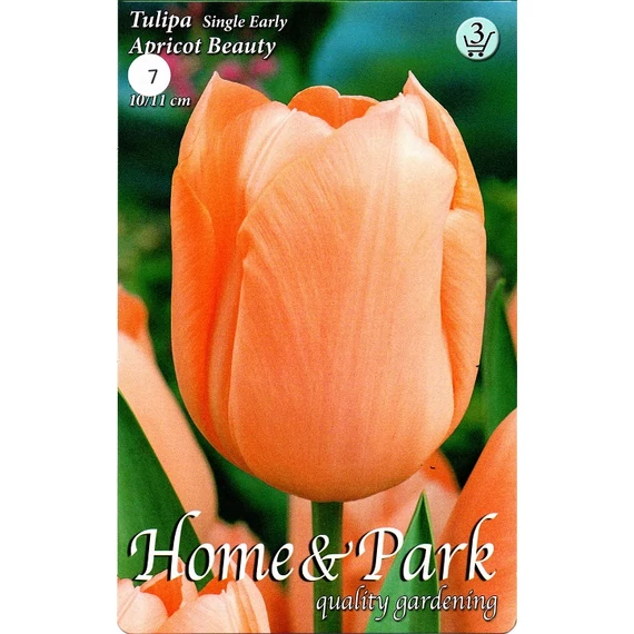 Tulipán virághagyma 7 db/csom Apricot Beauty  3 -as árcs 