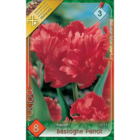 Tulipán virághagyma 8 db/csom Bastogne Parrot  3 -as árcs 