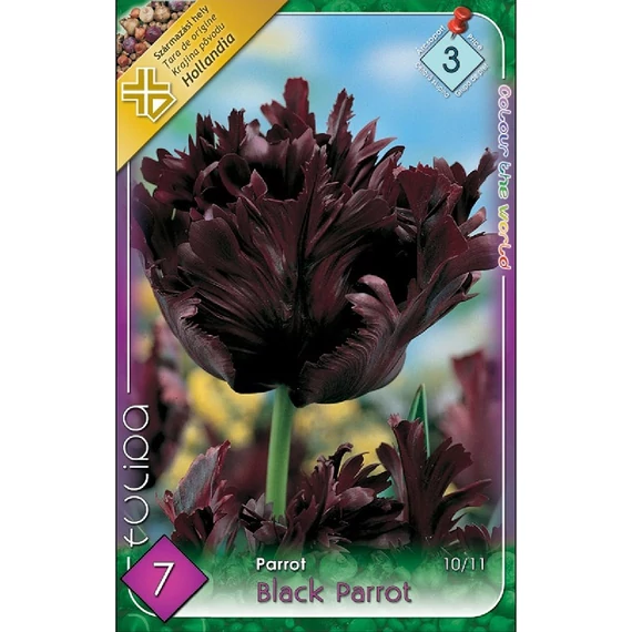 Tulipán virághagyma 7 db/csom Black Parrot  3 -as árcs 