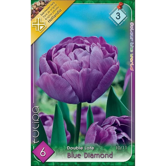 Tulipán virághagyma 6 db/csom Double Late Blue Diamond  3 -as árcs 