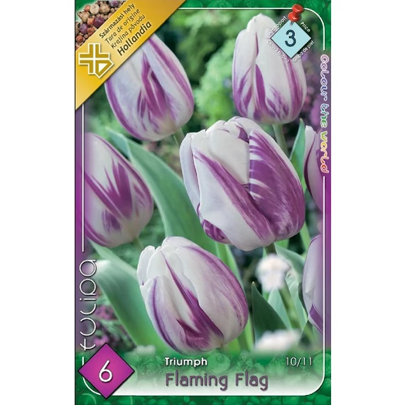 Tulipán virághagyma 6 db/csom Flaming Flag  3 -as árcs 