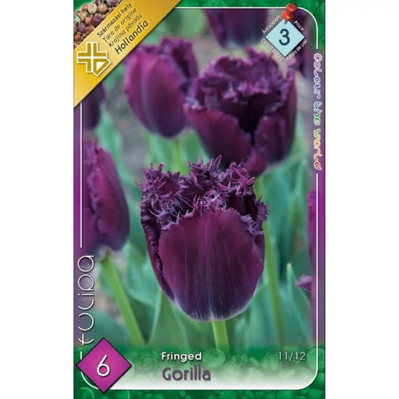 Tulipán virághagyma 6 db/csom Fringed Gorilla  3 -as árcs 