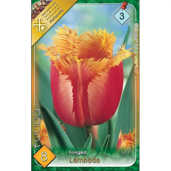 Tulipán virághagyma 8 db/csom Fringed Lambada  3 -as árcs 