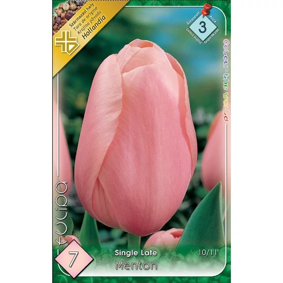 Tulipán virághagyma 7 db/csom Single Late Menton  3 -as árcs 