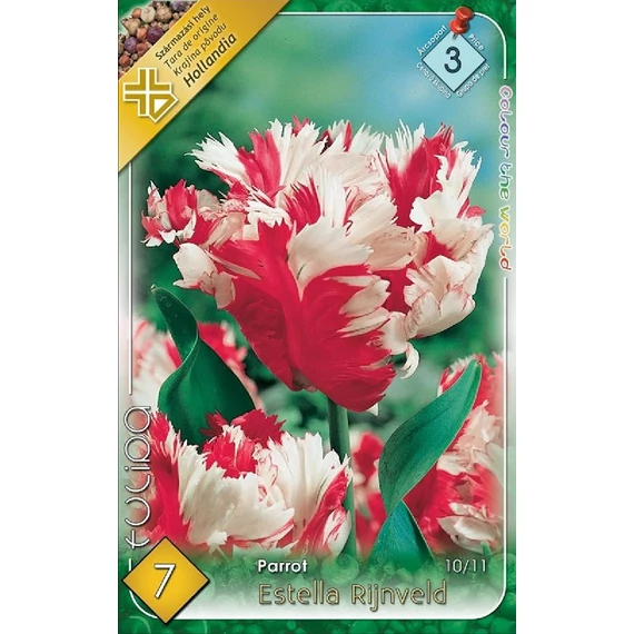 Tulipán virághagyma 7 db/csom Parrot Estella Rijnveld  3 árcs 