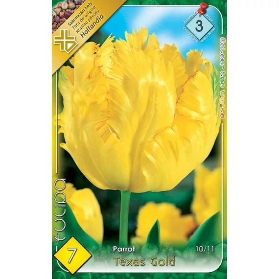 Tulipán virághagyma 7 db/csom Parrot Texas Gold  3 árcs 