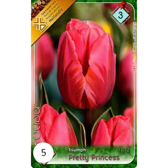 Tulipán virághagyma 5 db/csom Triumph Pretty Princess  3 -as árcs 