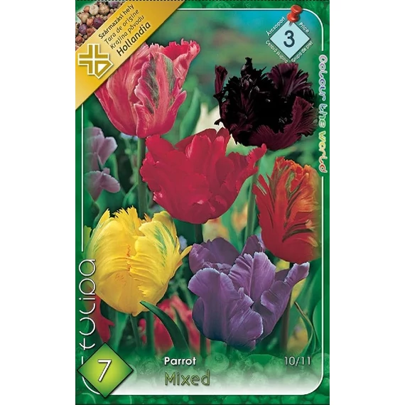 Tulipán virághagyma 7 db/csom Parrot mixed / papagájvirág  3 árcs. 