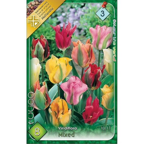 Tulipán virághagyma 8 db/csom Mixed Viridiflora  3 árcs 