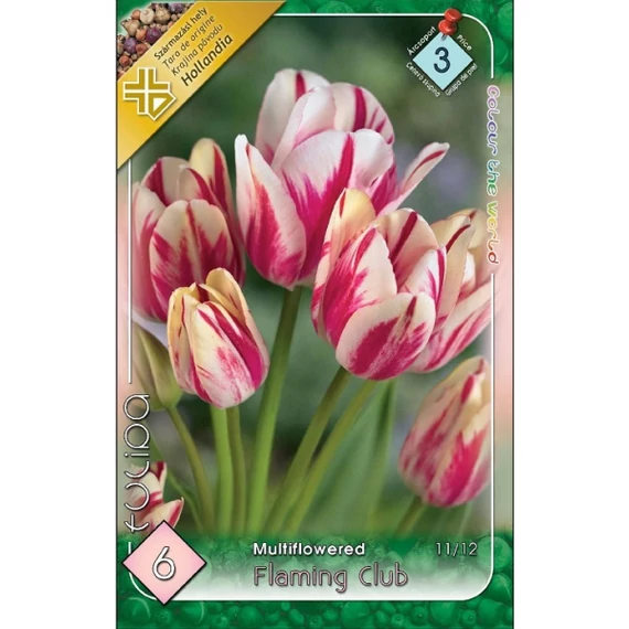 Tulipan virághagyma 6 db/csom Multi. Flaming Club 3 árcs 