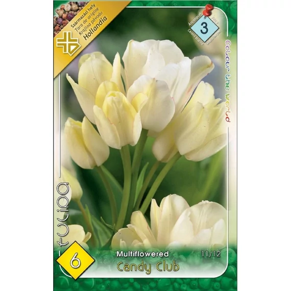 Tulipan virághagyma 6 db/csom Multi. Candy Club 3 árcs 