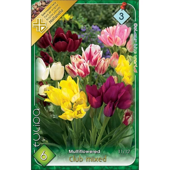 Tulipan virághagyma 6 db/csom Multi. Club Mixed 3 árcs 