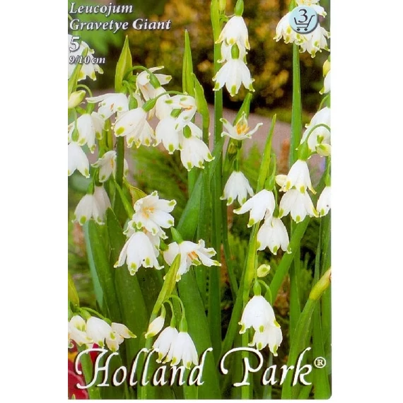 Nyári tőzike virágh. 5 db /cs Leucojum Gravetye Giant 3 árcs 