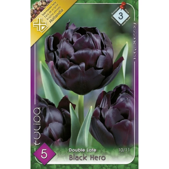 Tulipán virághagyma 5 db/csom Double Late Black Hero  3-as árcs 