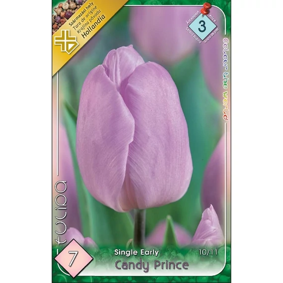 Tulipán virághagyma 7 db/csom Single Early Candy Prince 3 -as árcs. 