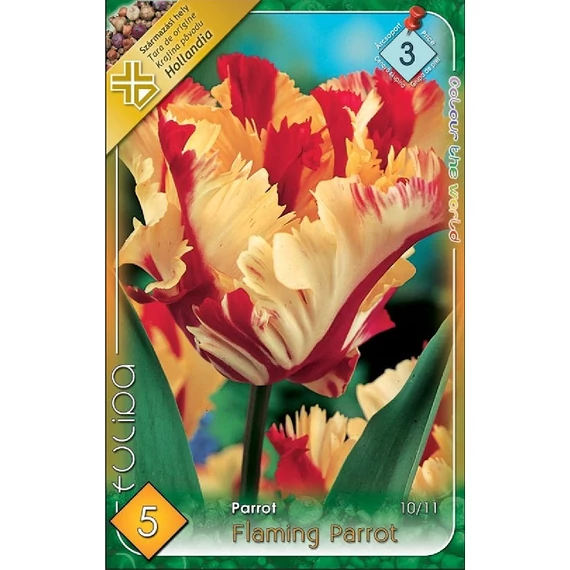 Tulipán virághagyma 5 db/csom Flaming Parrot  3 -as árcs. 