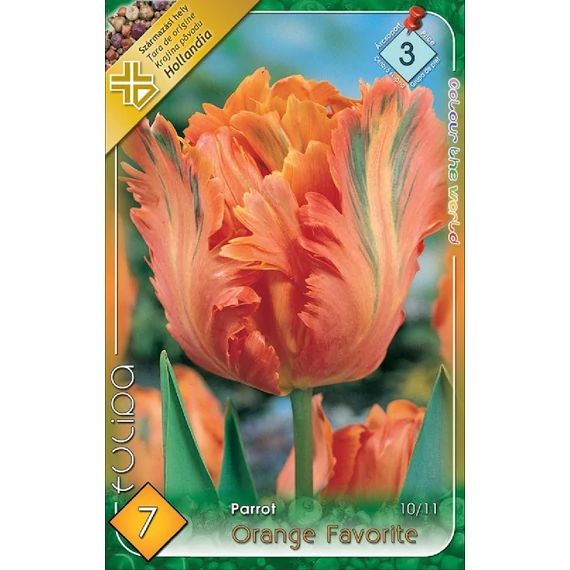 Tulipán virághagyma 7 db/csom Orange Favorite  3 -as árcs. 