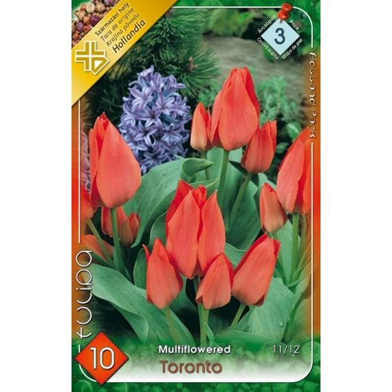 Tulipán virághagyma 10 db/csom Multiflowered Toronto  3 -as árcs. 
