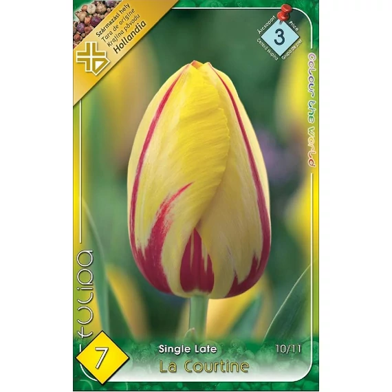 Tulipán virághagyma 7 db/csom Single Late La Courtine  3 -as árcs. 