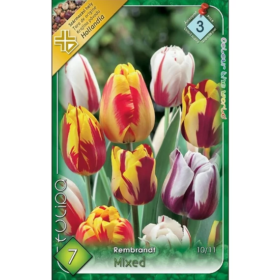 Tulipán virághagyma 7 db/csom Rembrandt Mixed  3 -as árcs. 