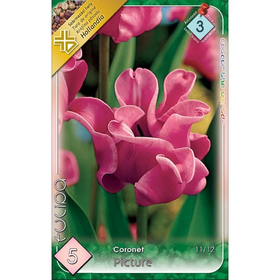 Tulipán virághagyma 5 db/csom Coronet Picture  3 -as árcs. 