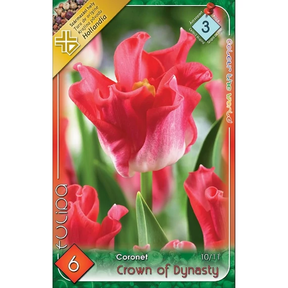 Tulipán virághagyma 6 db/csom Coronet Crown of Dynasty  3 -as árcs 