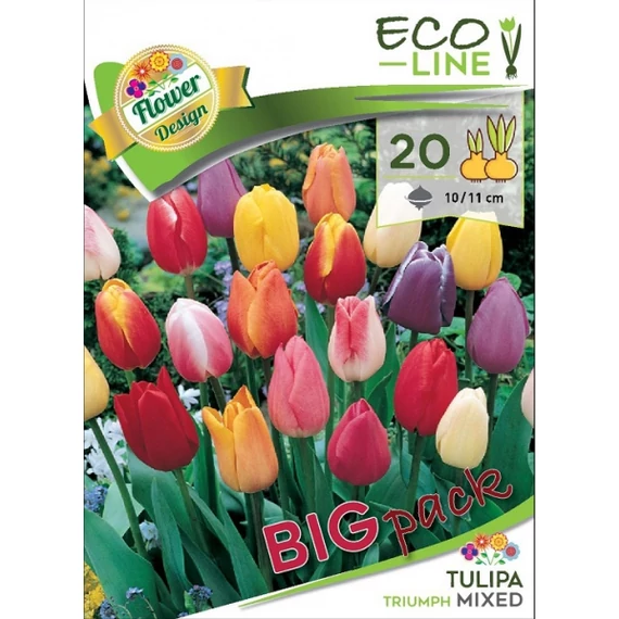 Tulipán virághagyma 20 db/csom Triumph Mixed / színkeverék 