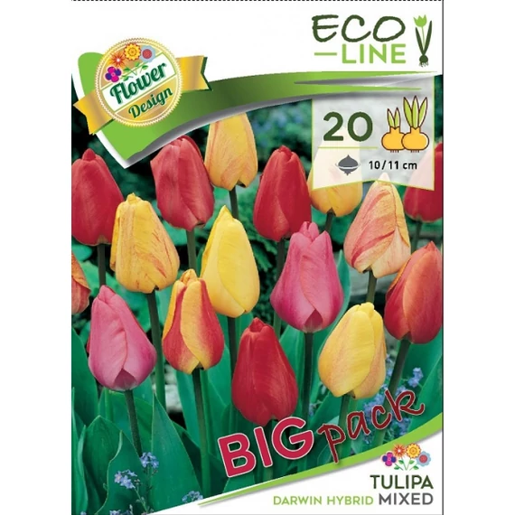 Tulipán virághagyma 20 db/csom Darwin hybrid Mixed 