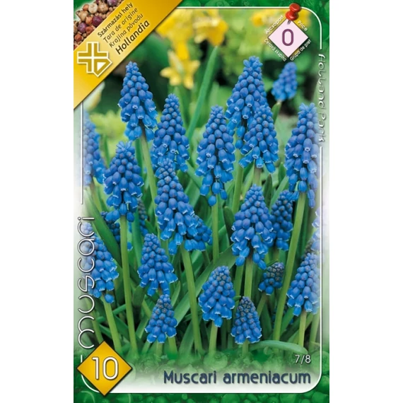 Gyöngyike virághagyma 10 db/cs Muscari armeniacum 0 -ás árcs. 