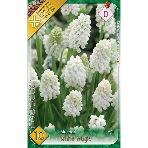 Gyöngyike virághagyma 10 db/cs Muscari White Magic 0 -ás árcs 