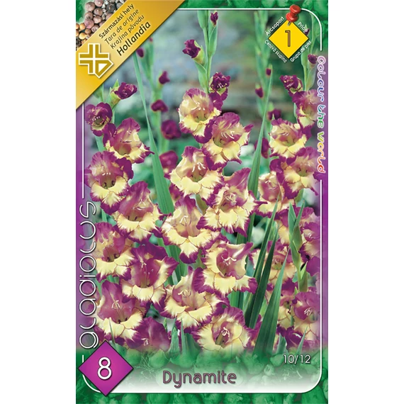 Kardvirág virágh. 8 db / csom Dynamite  1 -es árcs. 