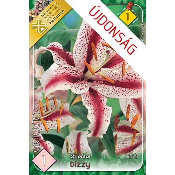 Liliom virághagyma 1 db / csom Oriental / Dizzy  1. árcs. 