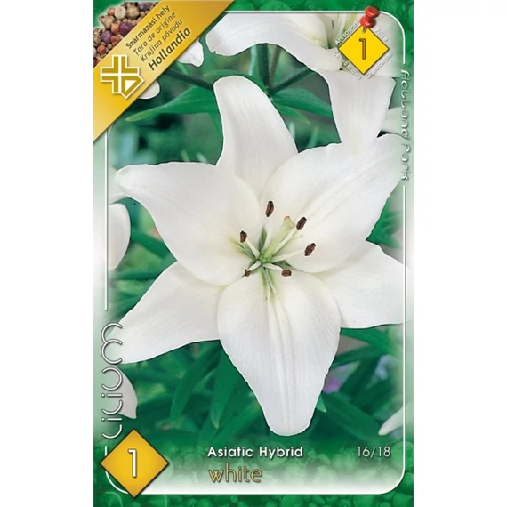 Liliom virághagyma 1 db / csom Asiatic Hybrid White  1 -es árcs. 