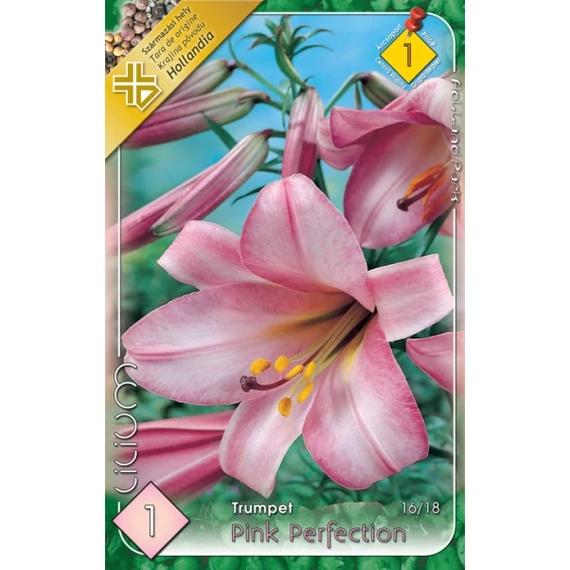 Liliom virághagyma 1 db / csom Pink Perfection  1 -es árcs. 
