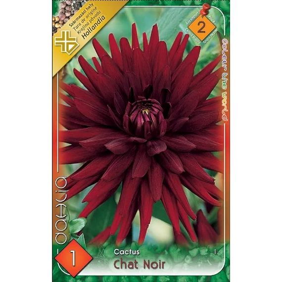 Dália virághagyma 1 db / csom Cactus / Chat Noir  2 -es árcs. 