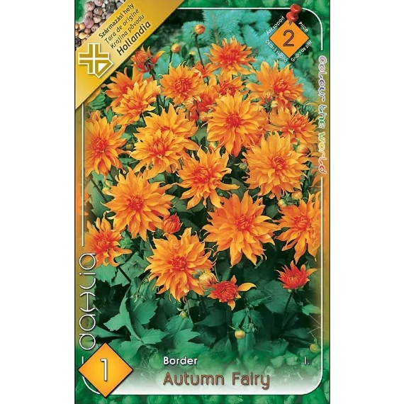 Dália virághagyma 1 db / csom Border / Autumn Fairy  2 -es árcs. 